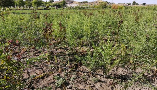 Híbrido GF en raíz desnuda, Almendro Guara, Vivero Simón, Vivero de árboles de almendros para plantar en explotaciones agrícolas