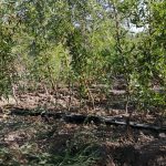 Almendro Avijor, Vivero Simón, Vivero de árboles de almendros para plantar en explotaciones agrícolas