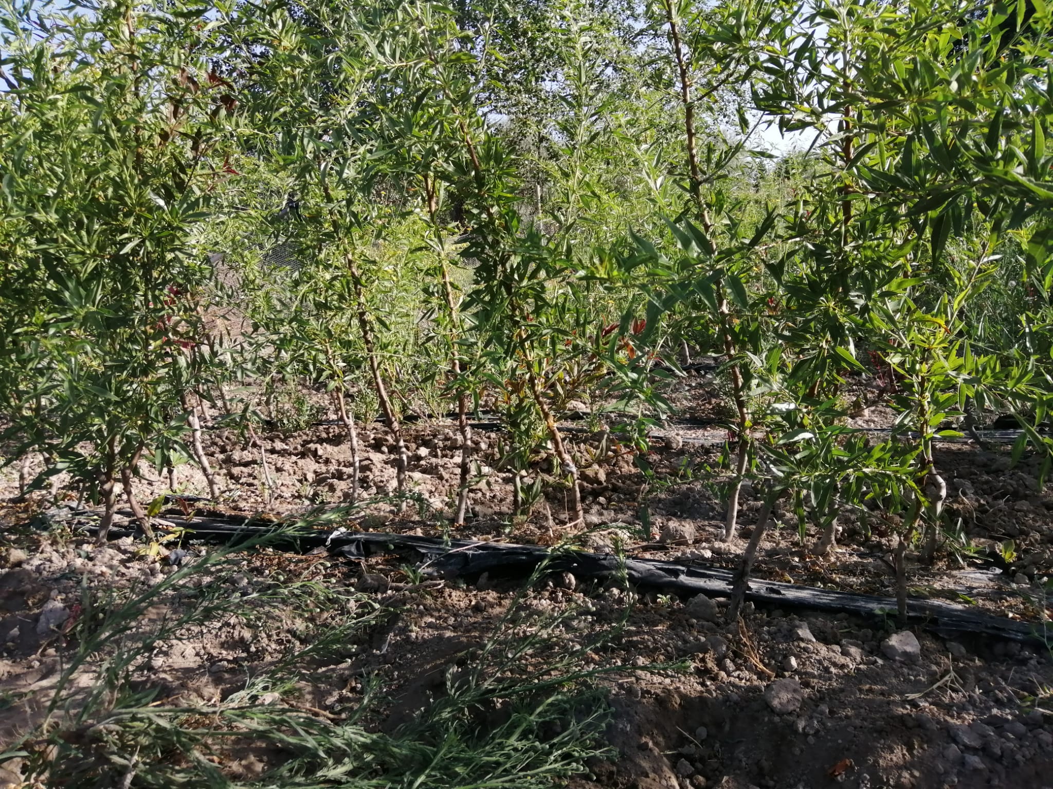 Almendro Avijor, Vivero Simón, Vivero de árboles de almendros para plantar en explotaciones agrícolas