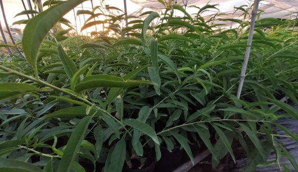 Vivero Simón, Vivero de árboles de almendros para plantar en explotaciones agrícolas